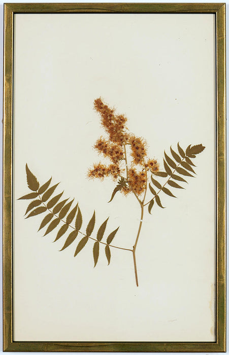 An extremely rare set of French Herbarium Dated 1890