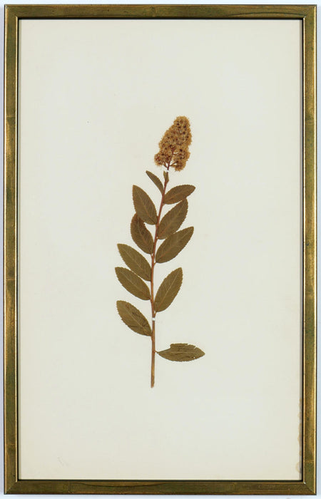 An extremely rare set of French Herbarium Dated 1890