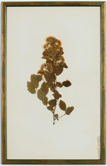 An extremely rare set of French Herbarium Dated 1890