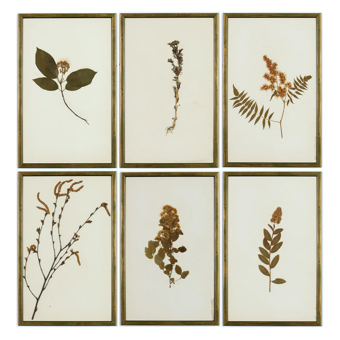 An extremely rare set of French Herbarium Dated 1890